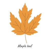 Maple autumn leaf. Vector illustration.