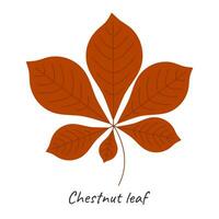 Autumn chestnut leaf. Vector illustration.