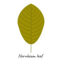 Hornbeam leaf. Vector illustration.