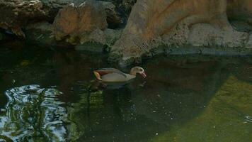 Egyptian goose looking for food in the pond video