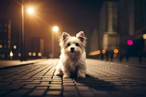 a small white dog sitting on the street at night. AI-Generated photo