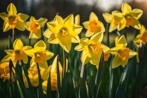 yellow daffodils in a field at sunset. AI-Generated photo