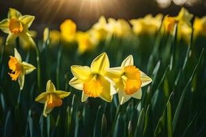 yellow daffodils in the sun. AI-Generated photo