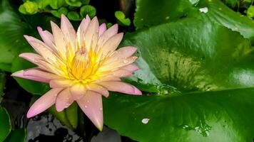 de cerca un hermosa rosado loto flor floreciente en un jardín con agua gotas en borroso loto hoja antecedentes. foto