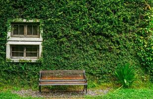 Closeup old white wooden window with long bench and fully green plant on wall background. photo