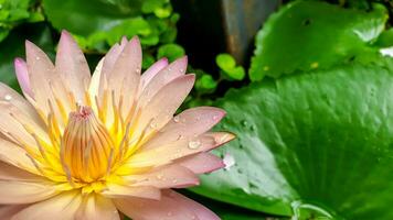 de cerca y cosecha un hermosa rosado loto flor floreciente en un jardín con agua gotas en borroso loto hoja antecedentes. foto