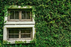 de cerca antiguo blanco de madera ventana con completamente verde planta en pared antecedentes. foto