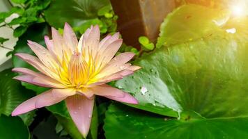 de cerca un hermosa rosado loto flor floreciente en un jardín con agua gotas y sol, lente llamarada antecedentes. foto