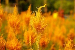 Scene of orange Celosia flower with sunlight and flare on blurred background. photo