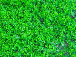 Closeup and crop decoration plastics wallpaper and floor in a  small green plants shape background. photo