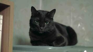 schwarz Katze Lügen in der Nähe von Regal video