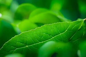 a close up of a green leaf. AI-Generated photo
