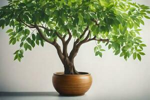 a potted tree with green leaves on a white background. AI-Generated photo