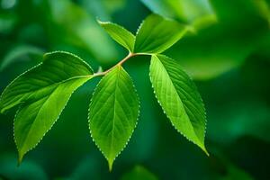 un cerca arriba de un hoja en un árbol. generado por ai foto