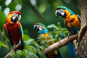 Tres vistoso loros sentado en un rama. generado por ai foto