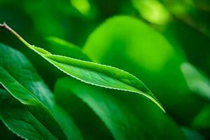 un cerca arriba de un hoja con verde hojas. generado por ai foto