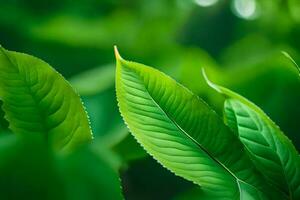 a close up of green leaves on a plant. AI-Generated photo