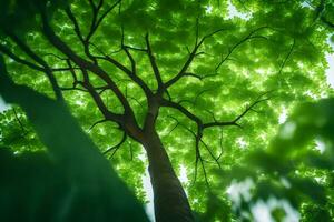 a tree is seen from below with green leaves. AI-Generated photo