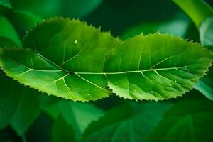 a leaf is shown in the middle of a green plant. AI-Generated photo