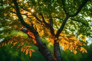 the sun shines through the leaves of a tree. AI-Generated photo