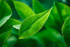 green tea leaves are shown in this photo. AI-Generated photo