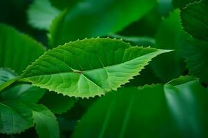 a close up of a green leaf. AI-Generated photo