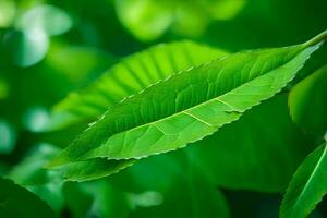 un cerca arriba de un hoja en un árbol. generado por ai foto