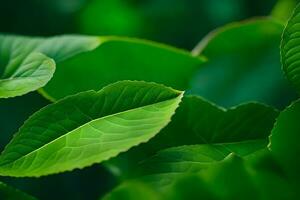 un cerca arriba de verde hojas en un planta. generado por ai foto