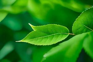 un cerca arriba de un hoja en un árbol. generado por ai foto