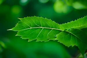 un cerca arriba de un hoja en un árbol. generado por ai foto