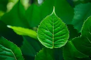 a close up of a green leaf. AI-Generated photo