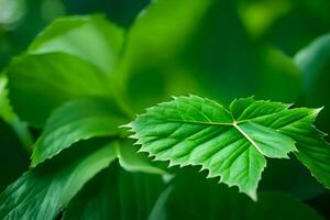 a close up of a green leaf. AI-Generated photo