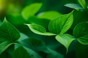 un cerca arriba de verde hojas en un planta. generado por ai foto