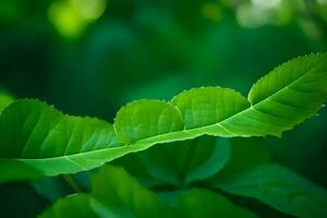 un cerca arriba de un hoja con verde hojas. generado por ai foto