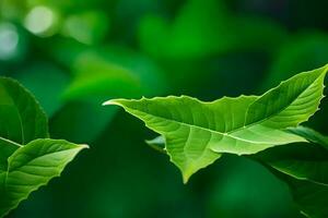 a close up of green leaves on a tree. AI-Generated photo