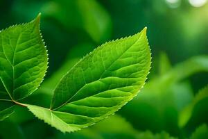 un cerca arriba de verde hojas en un árbol. generado por ai foto