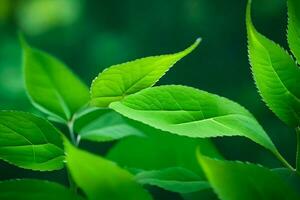 un cerca arriba de verde hojas en un árbol. generado por ai foto