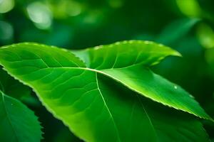 a close up of a green leaf. AI-Generated photo