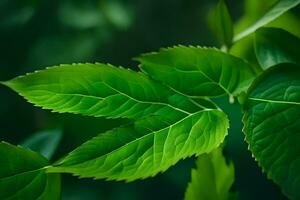 un cerca arriba de verde hojas en un árbol. generado por ai foto