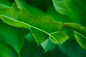 un cerca arriba de un hoja con verde hojas. generado por ai foto