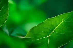 a close up of green leaves on a tree. AI-Generated photo