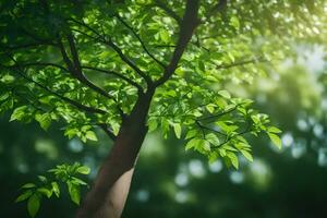 a tree with leaves and sunlight shining through it. AI-Generated photo