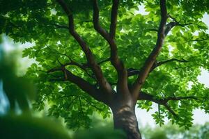 un árbol es mostrado en el luz de sol con verde hojas. generado por ai foto