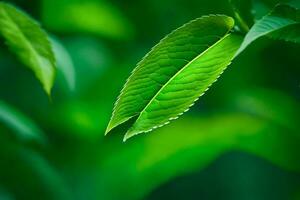 un cerca arriba de un hoja en un árbol. generado por ai foto