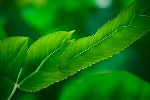 a close up of a green leaf. AI-Generated photo