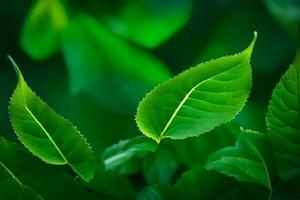 a close up of green leaves on a tree. AI-Generated photo