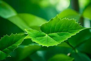 un cerca arriba de un hoja con verde hojas. generado por ai foto