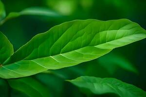 a close up of a green leaf on a plant. AI-Generated photo