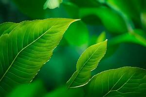 a close up of green leaves on a tree. AI-Generated photo