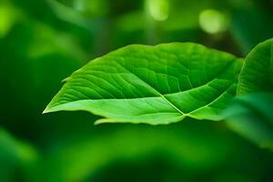 a close up of a green leaf in the middle of a forest. AI-Generated photo